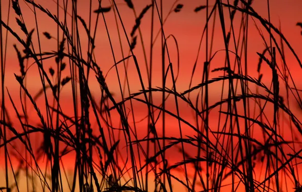 Picture grass, macro, plant, silhouette, glow