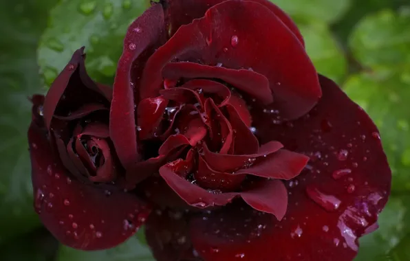 Picture drops, roses, Burgundy