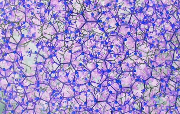 Flowers, blue, lilac, trudging