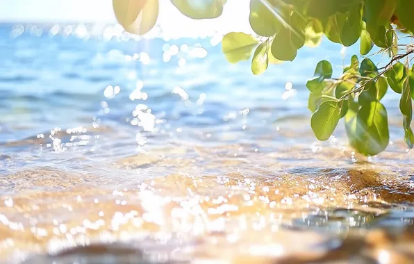 Sea, wave, leaves, water, light, branches, glare, river