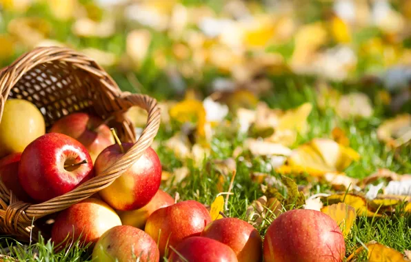 Picture grass, leaves, basket, apples, fruit