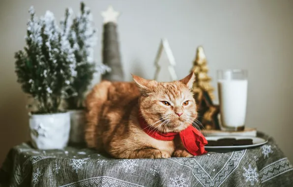 Winter, cat, cat, look, snowflakes, glass, pose, table