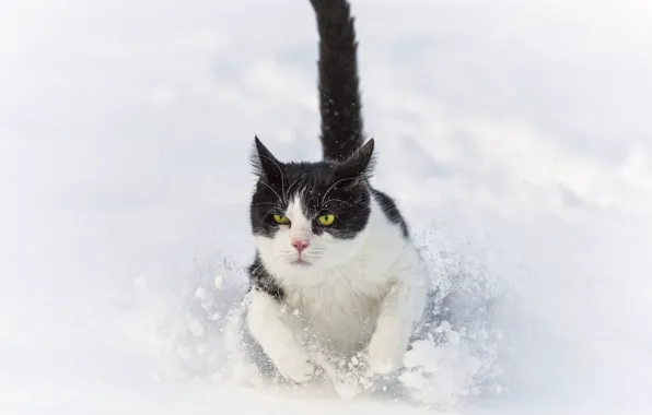 Picture winter, cat, cat, snow, the snow, runs, ©Tambako The Jaguar