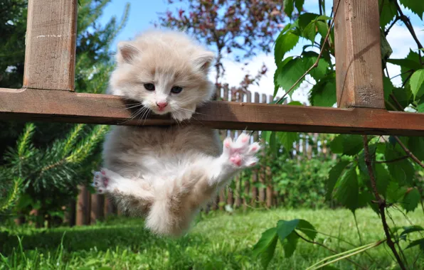 Picture summer, grass, nature, the fence, paws, kitty