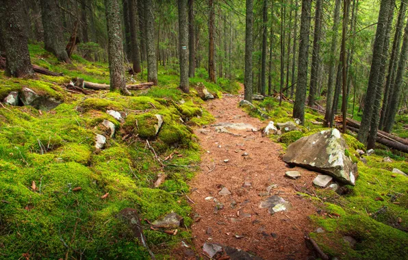 Picture forest, trees, stones, moss, path
