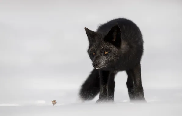 Winter, look, snow, pose, Fox, face, Fox, silver Fox