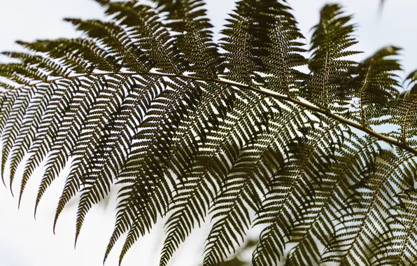 Picture leaves, green, fern