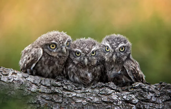 Picture birds, log, Chicks, owlets