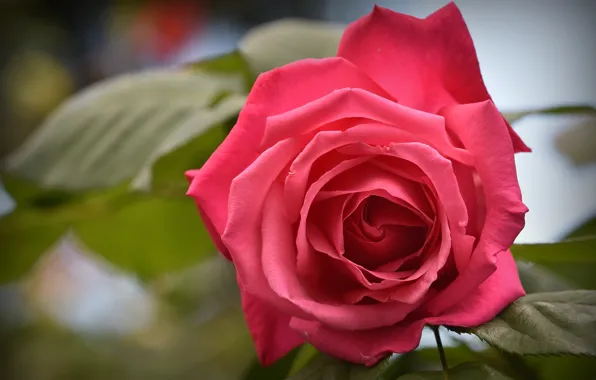 Leaves, flowers, background, roses, petals, garden, buds, scarlet
