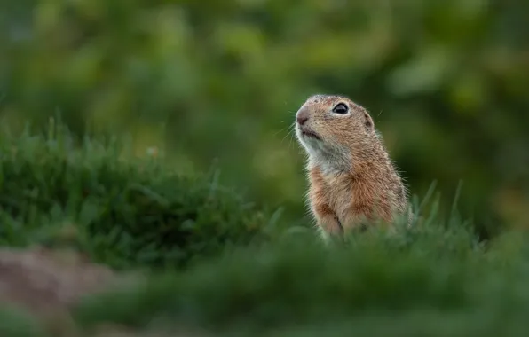 Wallpaper grass, look, nature, face, gopher for mobile and desktop ...