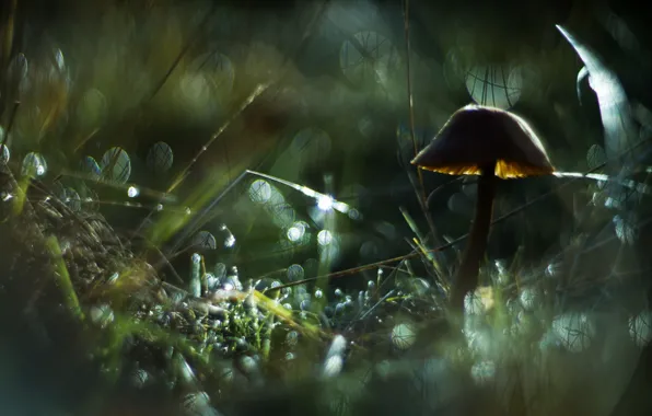 Picture grass, drops, Rosa, glare, mushroom, grass, bokeh, twigs