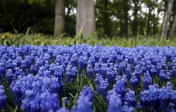 Wallpaper flowers, glade, Muscari, spring, blue