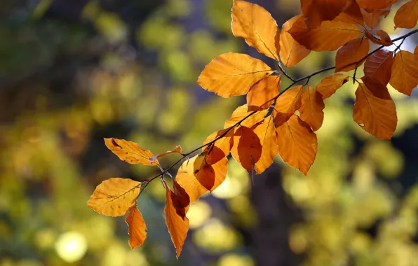 Picture leaves, branch, bokeh