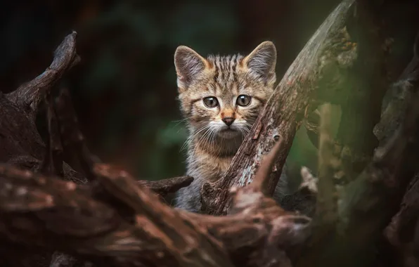 Cat, look, face, nature, pose, the dark background, kitty, tree