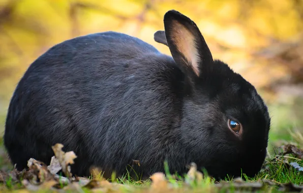 Picture look, nature, black, rabbit, leaves, bokeh, hare, face