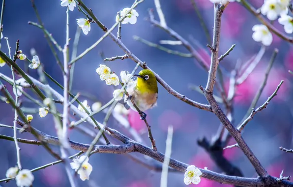 Flowers, branches, nature, tree, bird, spring, Japanese white-eye