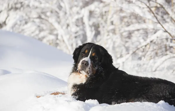 Winter, face, snow, branches, dog, the snow, lies, Bernese mountain dog