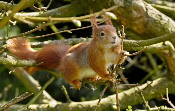 Trees, branches, protein, red