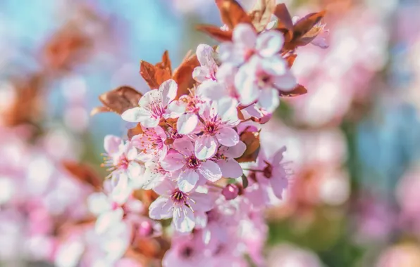 Cherry, tree, pink, spring, flowering