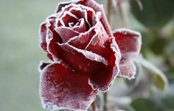 Cold, frost, flower, macro, flowers, background, Wallpaper, rose