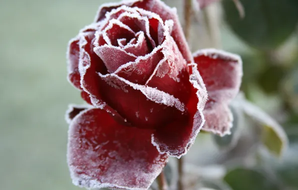 Picture cold, frost, flower, macro, flowers, background, Wallpaper, rose