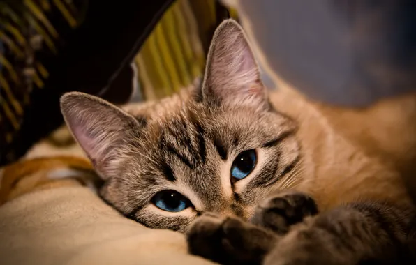 Cat, cat, look, face, comfort, background, portrait, lies
