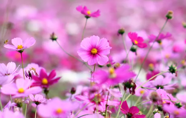 Picture field, grass, flowers, nature, glade, bright, plants, spring