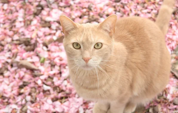 Cat, background, petals, looks, beige, fallen