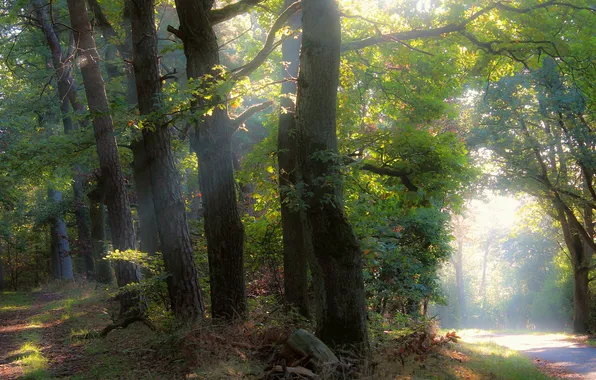 Road, greens, forest, summer, rays, light, trees, nature