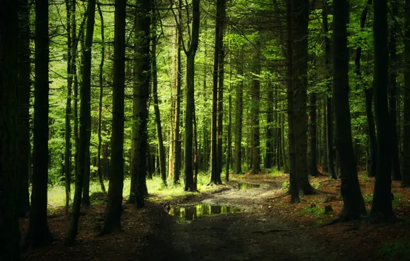 Picture forest, trail, thicket, track, puddles, needles