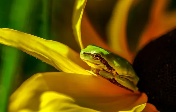 Flower, light, frog, sunflower, petals, green, bokeh
