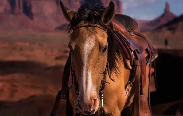 Face, horse, horse, saddle