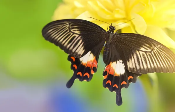 Picture flowers, macro, wings, background, swallowtail, butterfly, pattern, yellow