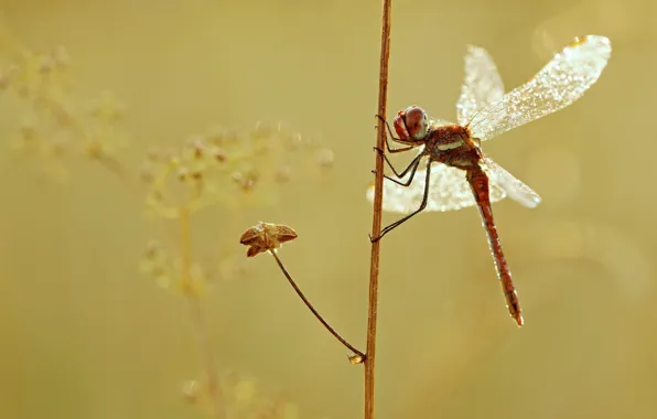 Picture macro, plant, wings, dragonfly, insect, Wallpaper from lolita777