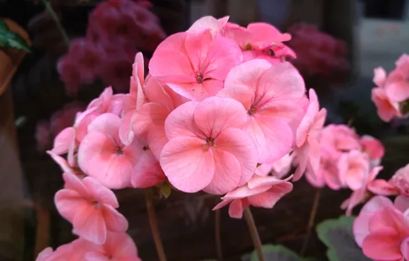 Flowers, pink flowers, pelargonium, Pink flowers, Pelargonium