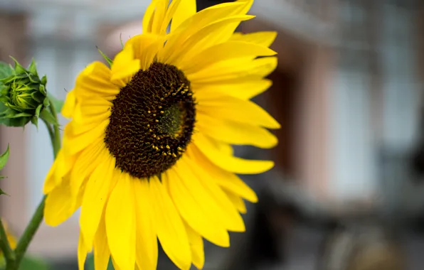 Autumn, yellow, sunflower
