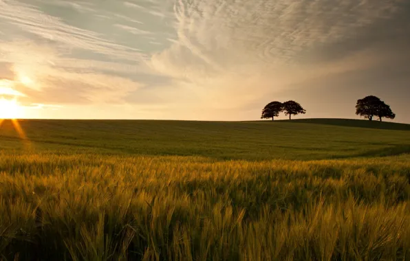 Field, summer, the sky, the sun, clouds, rays, trees, dawn