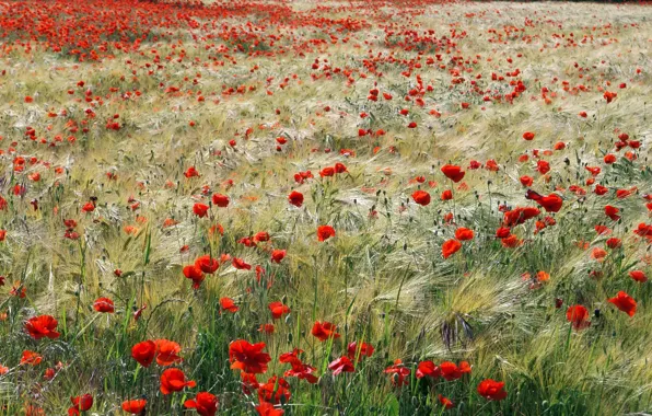 Picture field, summer, Maki