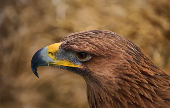 Picture look, eyes, eagle, feathers, beak, Bird