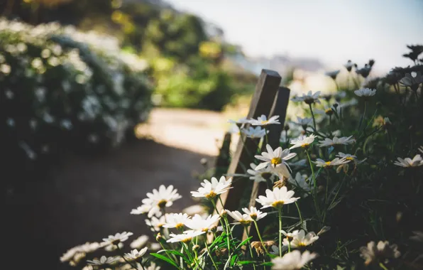 Summer, light, flowers, chamomile, garden, white, flowerbed, bar