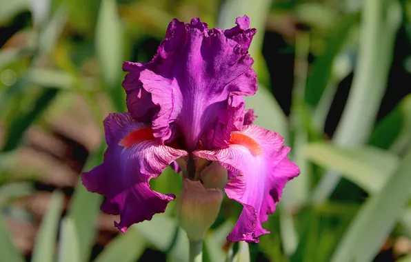 Picture close-up, lilac, iris