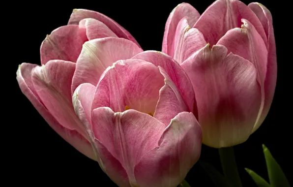 Flowers, background, tulips