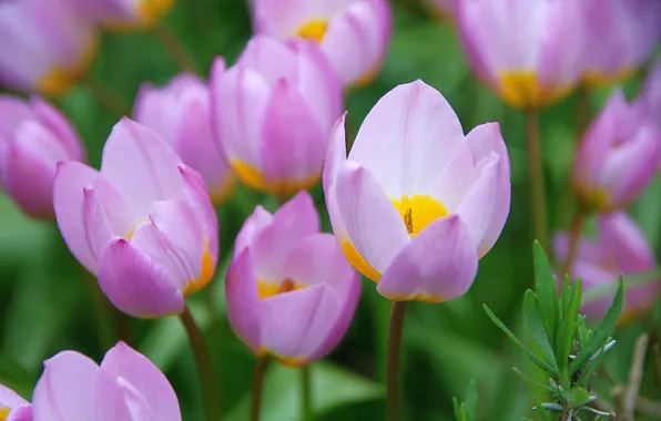 Greens, macro, flowers, spring, petals, garden, tulips, pink