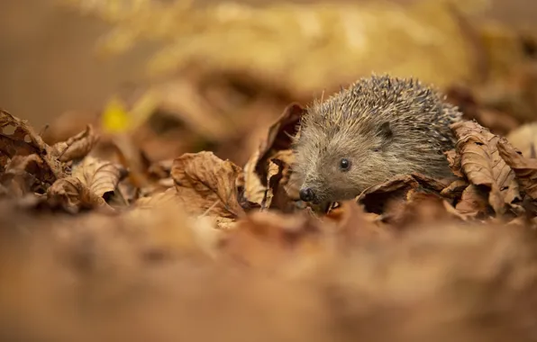 Autumn, look, leaves, nature, foliage, muzzle, dry, hedgehog