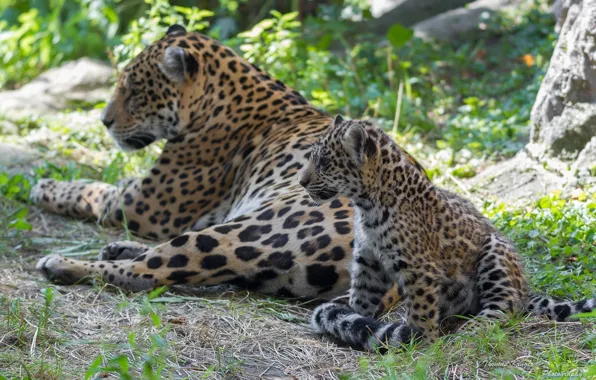 Predators, family, pair, wild cats, cub, mom, jaguars