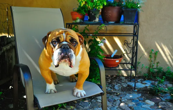 Look, each, animal, dog, English bulldog, sitting on a chair