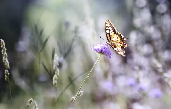 Picture summer, flowers, butterfly