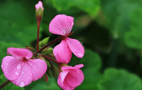 Flower, drops, macro, pink, focus, geranium