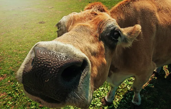 Picture face, macro, cow