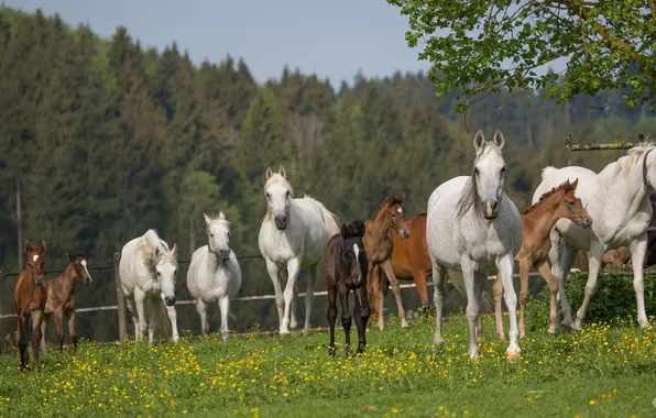 Picture summer, horses, horse, corral, the herd, (с) Oliver Seitz